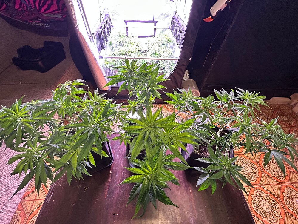 Growreport Bild 2