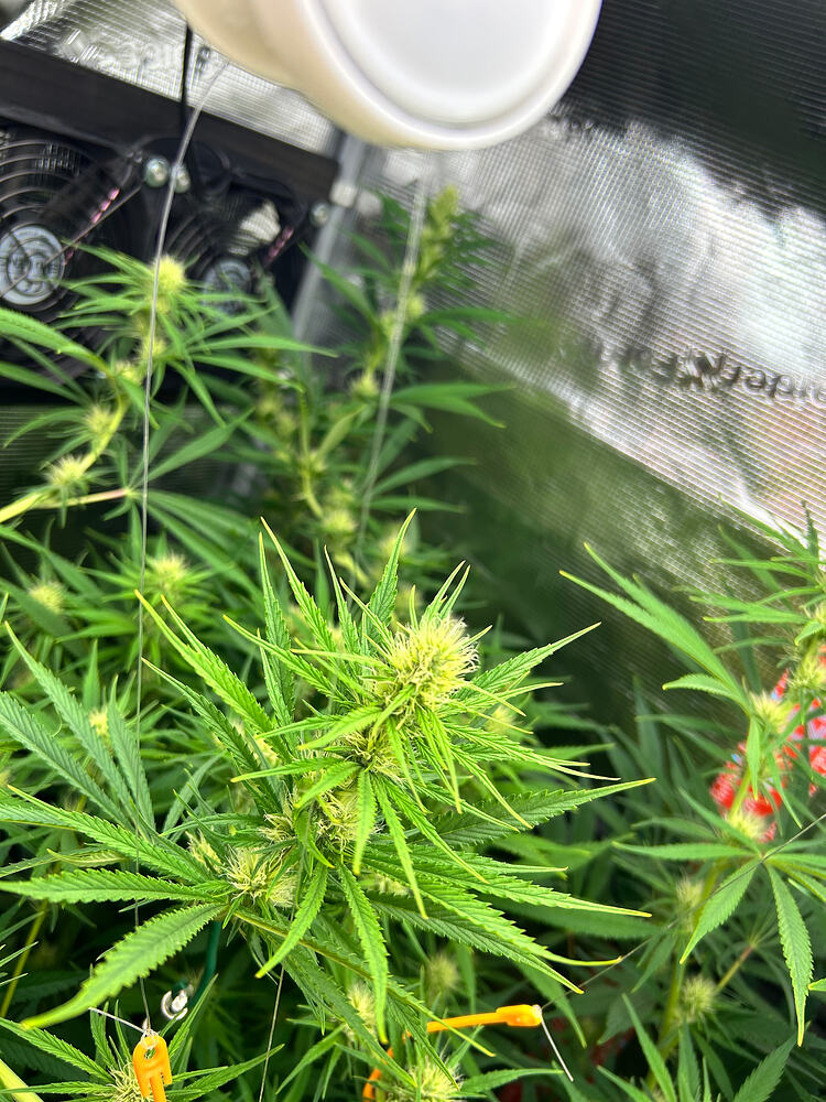 Nahaufnahme einer blühenden Cannabispflanze mit mehreren Blütenständen und langen, spitzen Blättern. Im Hintergrund sind Lüfter und die reflektierende Innenwand eines Grow-Zeltes zu sehen.