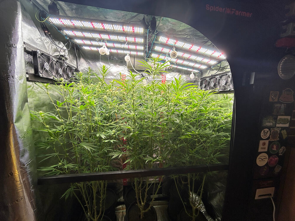 Growreport-Bild