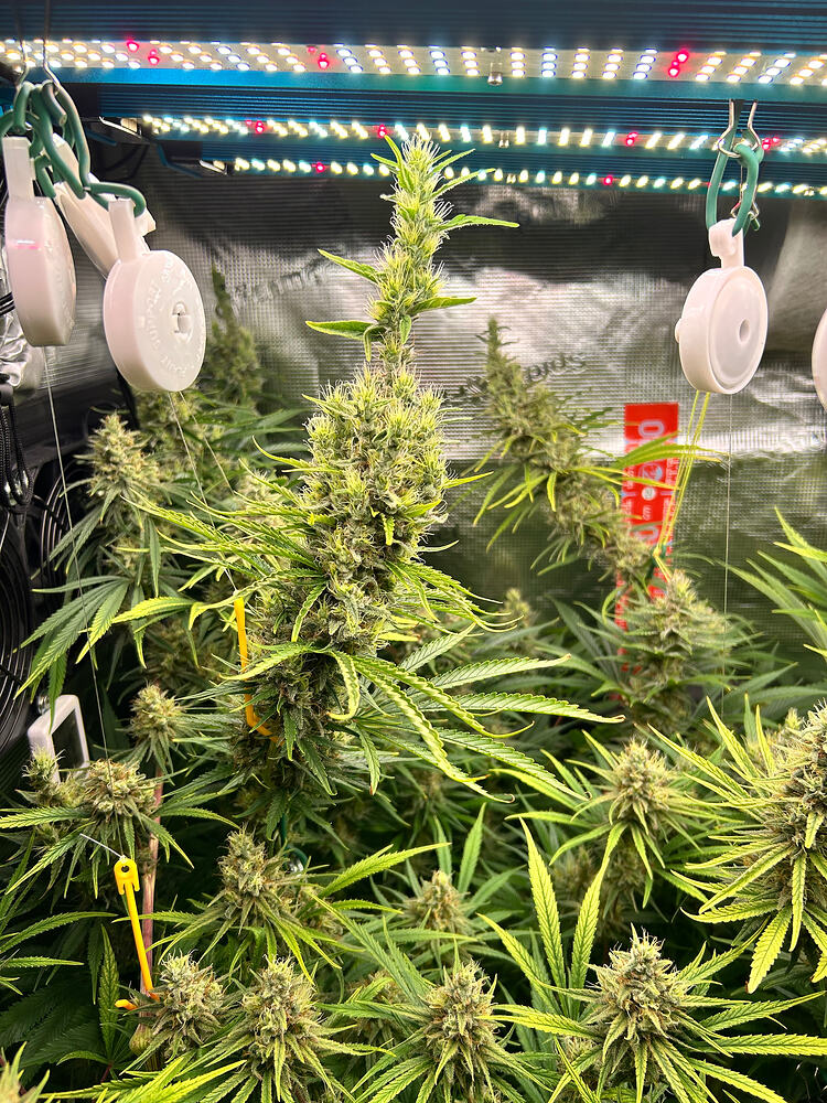 Mehrere Cannabis-Pflanzen in der Blütephase unter einer LED-Wachstumslampe, mit sichtbaren Buds und Blättern.
