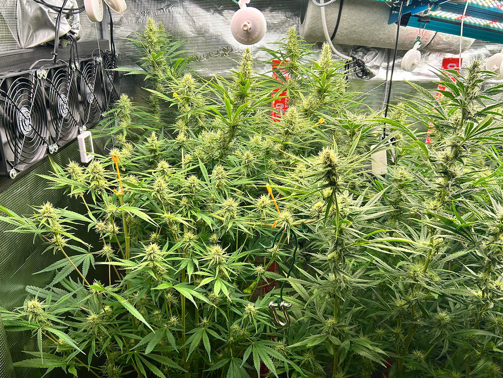 Mehrere blühende Cannabispflanzen