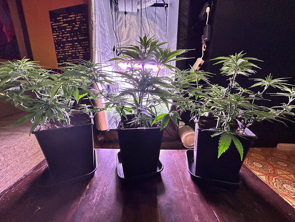 Drei junge Cannabis-Pflanzen in schwarzen Töpfen stehen nebeneinander auf einer dunklen Oberfläche, beleuchtet von oben.