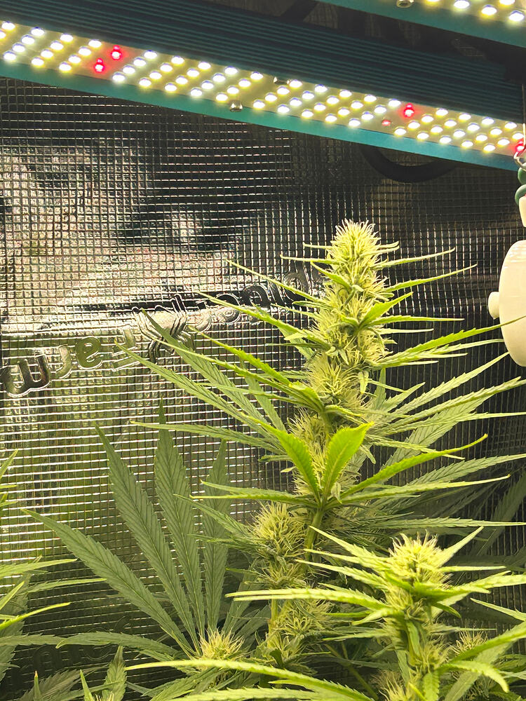 Growreport Bild 3