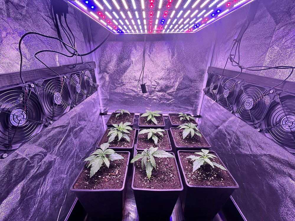 Neun junge Cannabis-Pflanzen in Töpfen unter einer LED-Wachstumslampe in einer Growbox, flankiert von Lüftern.