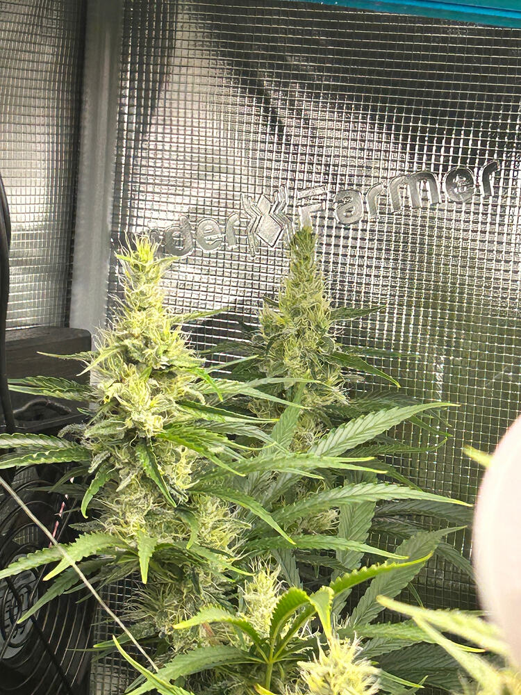 Growreport-Bild