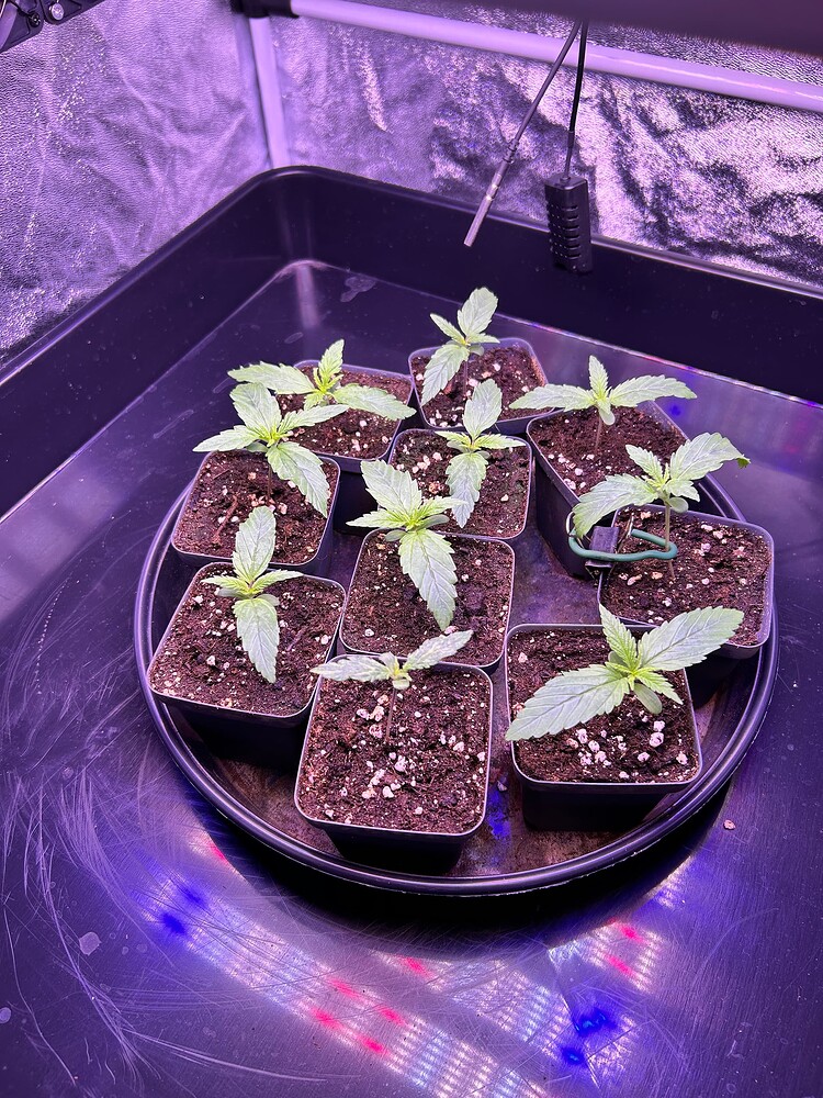 Cannabis-Pflanze im Growreport