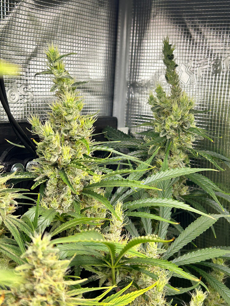 Zwei reife Cannabis-Pflanzen in einem Zelt, die sich in der Blütephase befinden. Die Blüten sind dicht und mit Trichomen bedeckt, und die Blätter sind dunkelgrün.