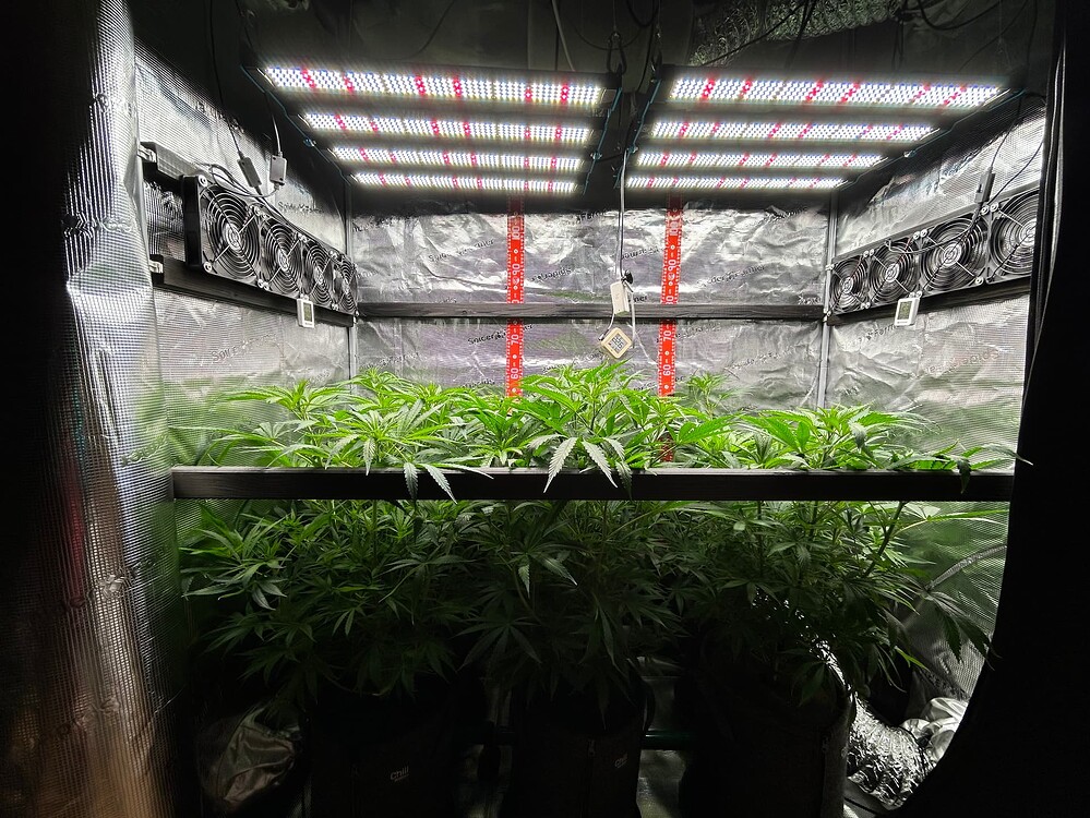 Mehrere Cannabis-Pflanzen in einem Growzelt unter LED-Beleuchtung. Die Pflanzen befinden sich im Wuchs und sind dicht beieinander angeordnet.