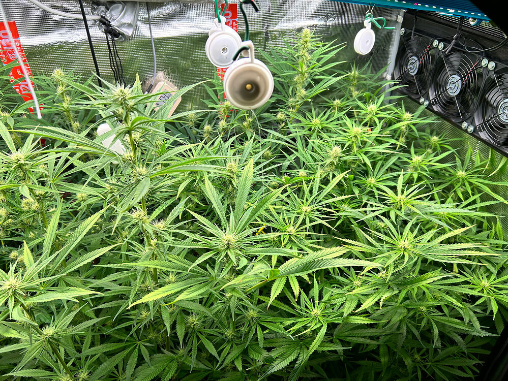 Growreport-Bild