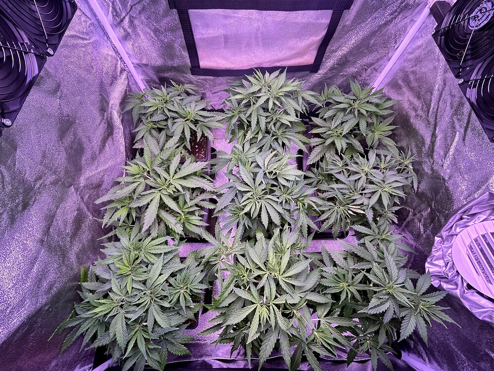 Sieben junge Cannabis-Pflanzen in einem Zelt, die sich in der Wachstumsphase befinden. Die Pflanzen sind in kleinen Töpfen und zeigen ein gesundes, buschiges Wachstum.