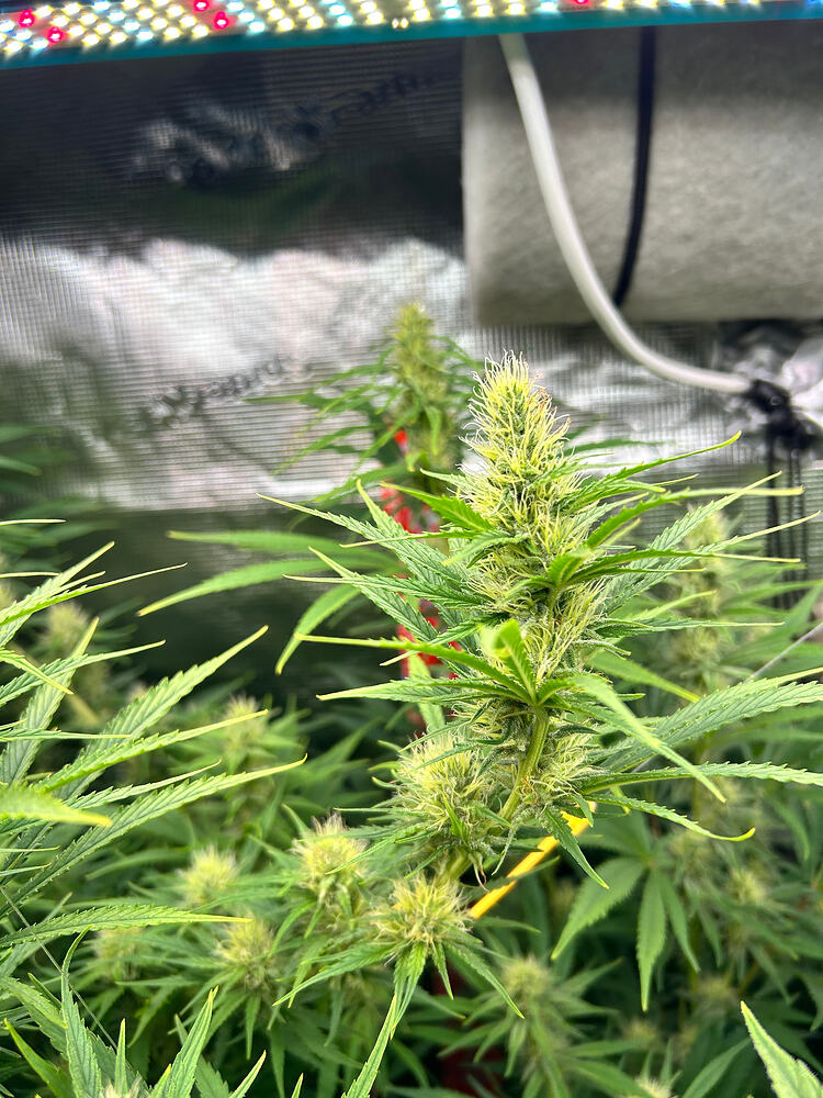 Nahaufnahme einer blühenden Cannabispflanze mit mehreren Blütenständen und Trichomen, beleuchtet von einer LED-Wachstumslampe.