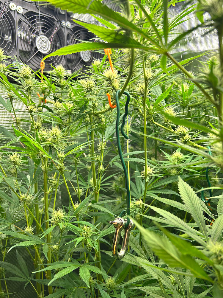 Mehrere Cannabis-Pflanzen in der Blütephase, mit sichtbaren Blütenansätzen und dichtem Blattwerk. Im Hintergrund ist ein großer Lüfter zu sehen.