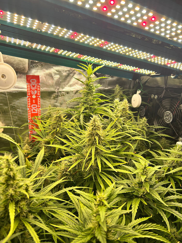 Mehrere Cannabis-Pflanzen in der Blütephase unter einer LED-Wachstumslampe. Eine Messlatte mit Markierungen von 120 cm und 130 cm ist links im Bild zu sehen.