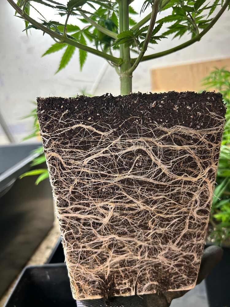 Eine Cannabis-Pflanze im Topf, deren Wurzelballen sichtbar ist und sich gut entwickelt hat. Die Pflanze befindet sich in der Wachstumsphase.