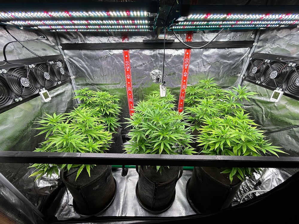 Mehrere junge Cannabis-Pflanzen in Stofftöpfen wachsen in einem Grow-Zelt unter LED-Beleuchtung. Lüfter und Messgeräte sind ebenfalls sichtbar.