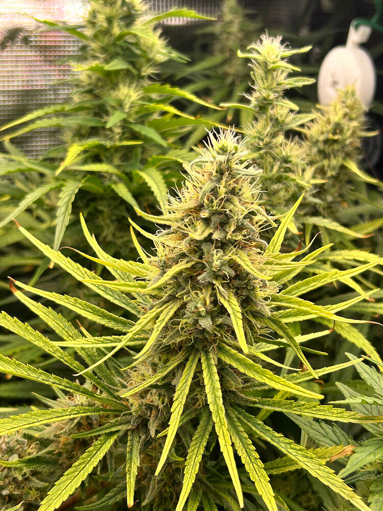 Nahaufnahme eines Cannabis-Buds in der späten Blütephase, mit deutlichen Trichomen und Stigmen. Die umliegenden Blätter sind gelblich-grün gefärbt.