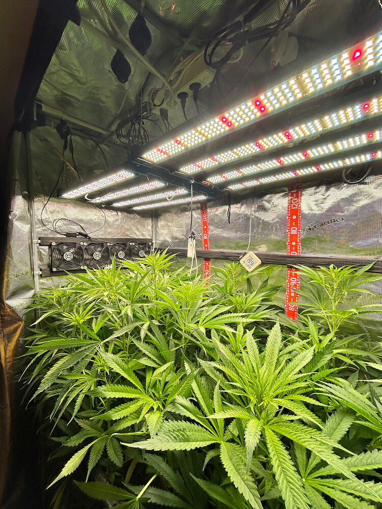 Growreport Bild 6