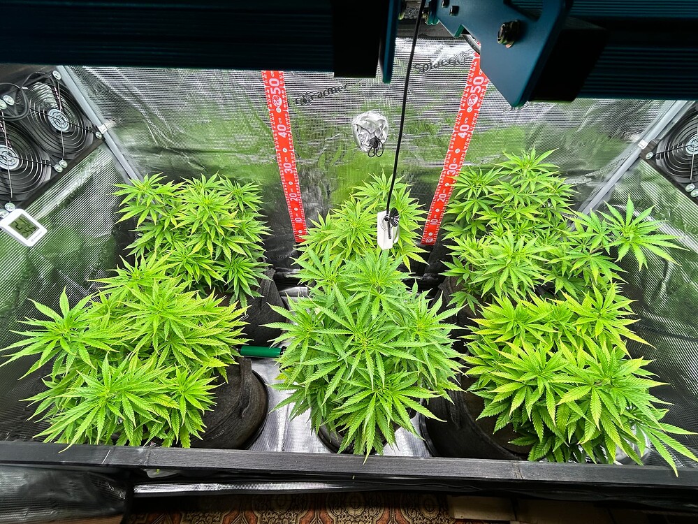 Sechs junge Cannabis-Pflanzen in einem Growzelt, die sich in der Wachstumsphase befinden. Sie sind kompakt und zeigen viele neue Blätter.
