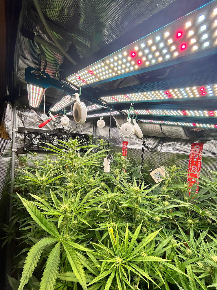 Cannabis-Pflanze im Growreport