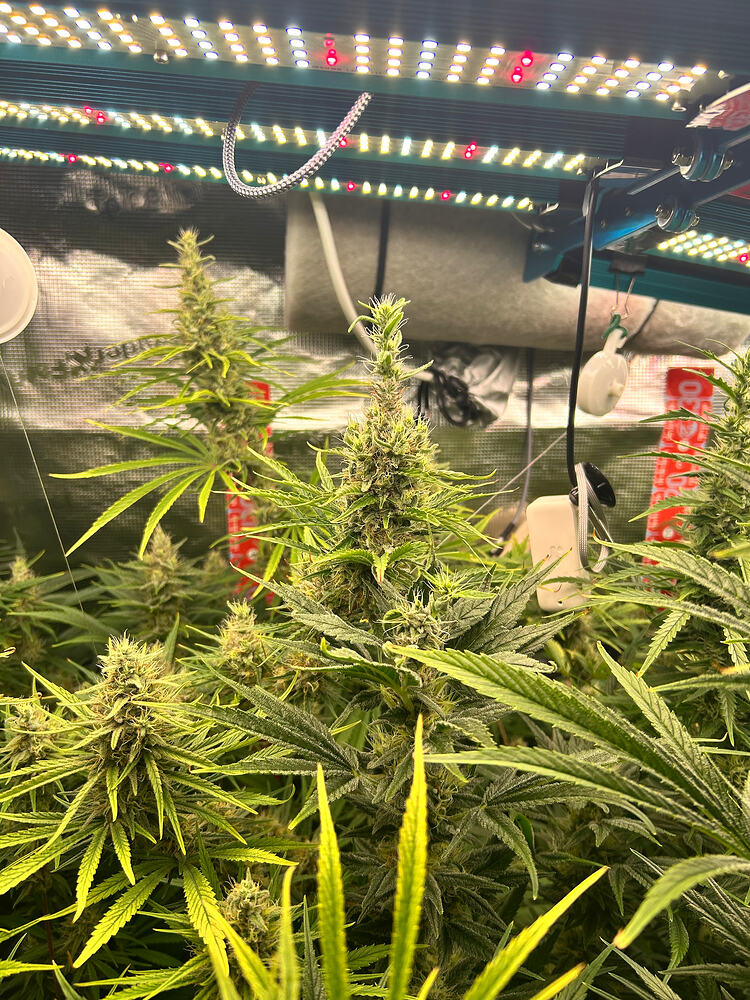 Growreport Bild 20