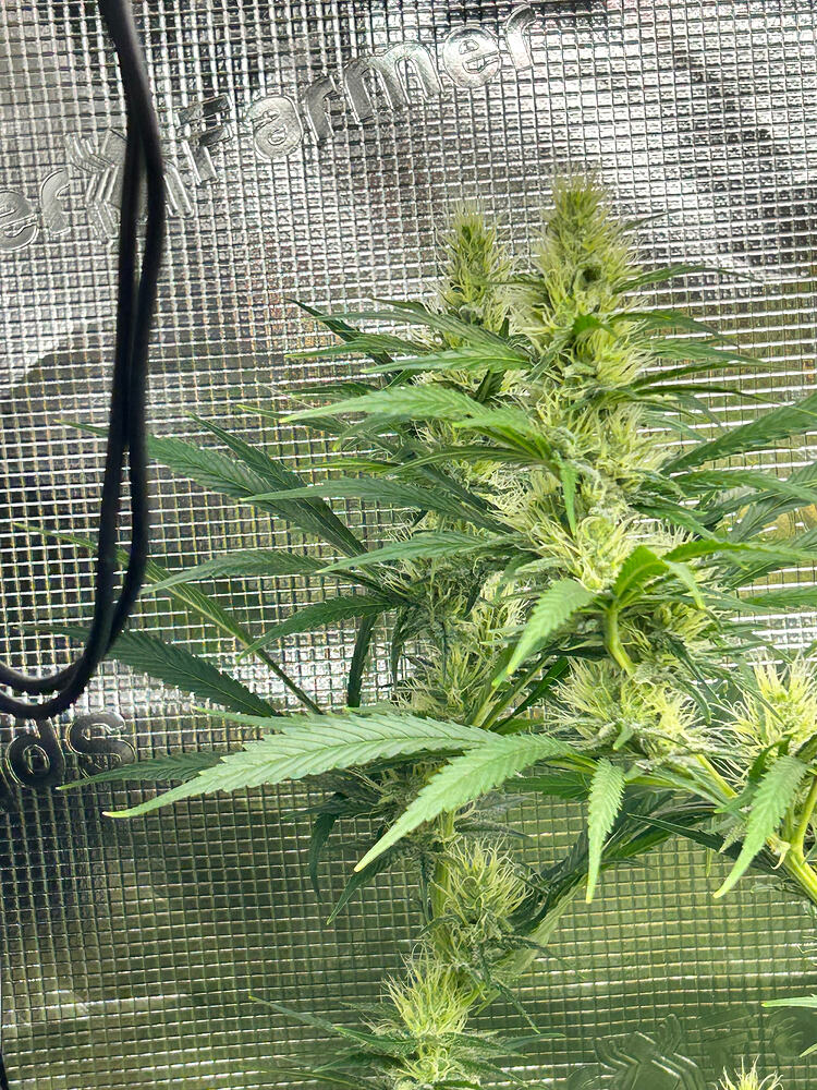 Eine Cannabis-Pflanze in der Blütephase mit mehreren Blütenständen und langen, grünen Blättern, die sich vor einer reflektierenden Zeltwand abhebt.