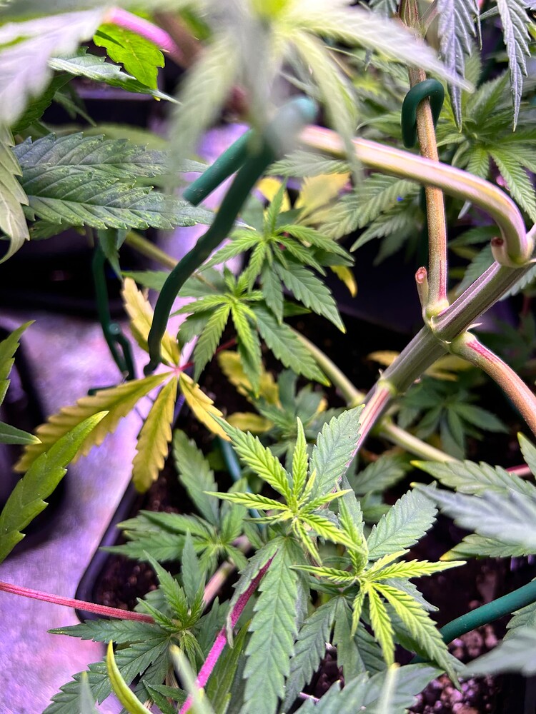 Mehrere junge Cannabis-Pflanzen in der Wachstumsphase, mit einigen gelben Blättern, die auf Nährstoffmangel hindeuten könnten. Die Pflanzen sind an Stäben befestigt.