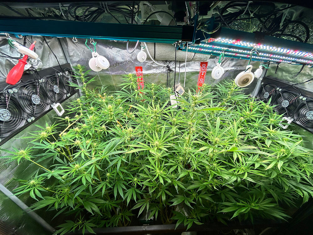 Eine dicht belaubte Cannabis-Pflanze in der Blütephase, die in einem Growzelt unter LED-Beleuchtung wächst. Mehrere Ventilatoren sind an der linken Wand des Zeltes montiert.