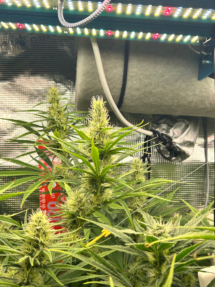 Growreport-Bild