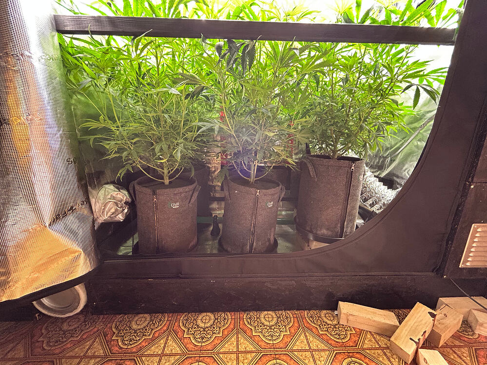 Cannabis-Pflanze im Growreport