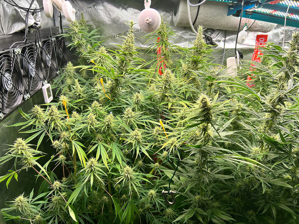 Mehrere blühende Cannabispflanzen in einem Growzelt, mit sichtbaren Lüftern und Beleuchtung.