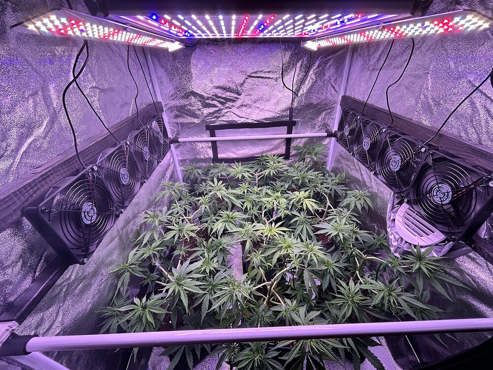 Growreport Bild 3