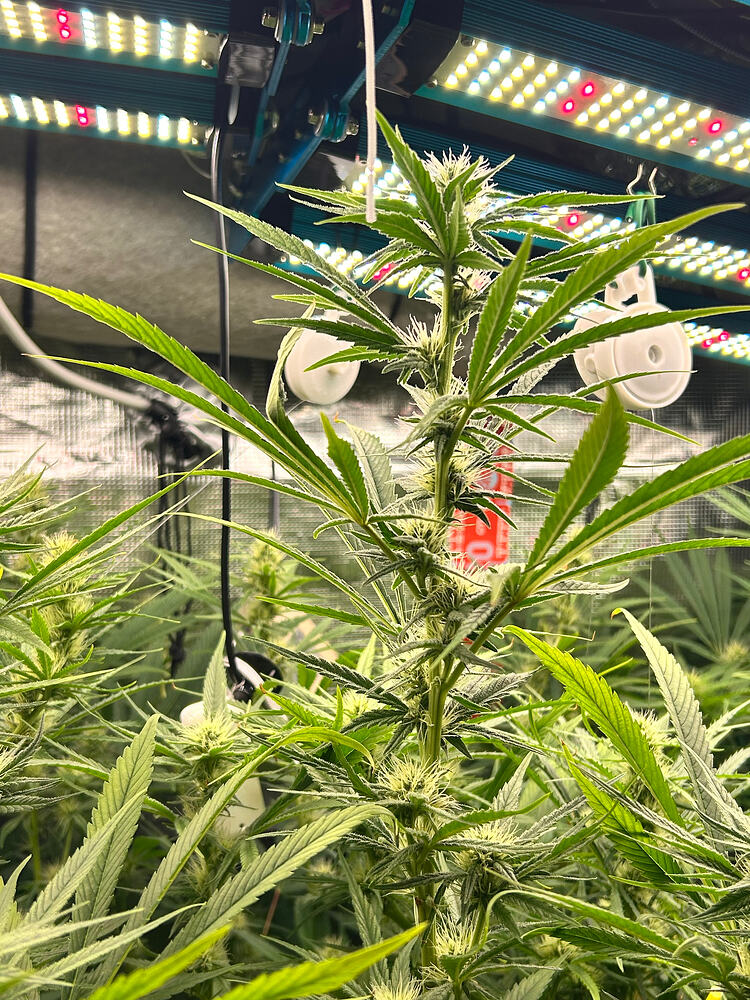 Eine blühende Cannabispflanze mit vielen Trichomen und beginnenden Blütenständen, beleuchtet von einer LED-Wachstumslampe.