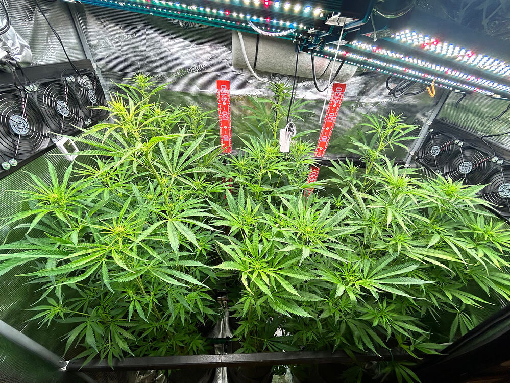 Growreport-Bild