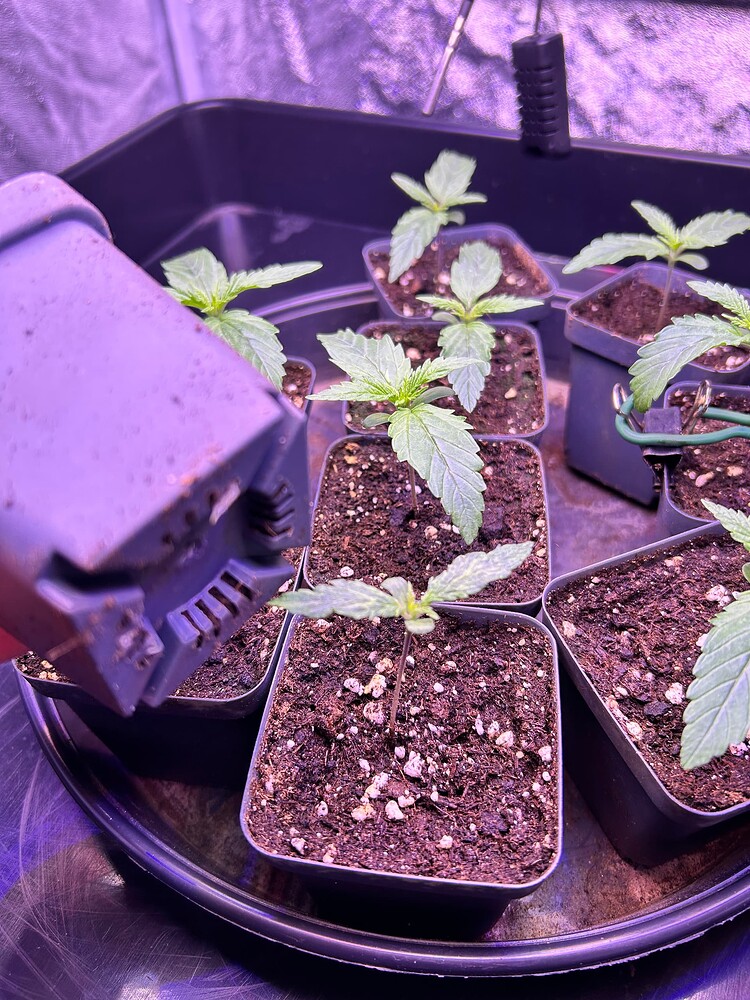 Mehrere junge Cannabis-Pflanzen in kleinen Töpfen, die in einer Anzuchtschale stehen. Die Pflanzen sind im Sämlingsstadium mit ihren ersten echten Blättern.