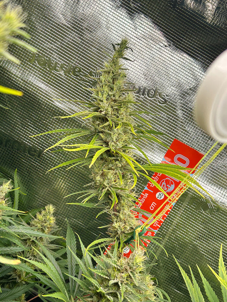 Growreport-Bild