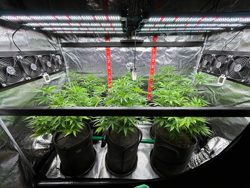 Drei Cannabis-Pflanzen in Vlies-Töpfen stehen nebeneinander in einem Grow-Zelt unter LED-Beleuchtung. Mehrere Ventilatoren sind an der Zeltwand montiert.