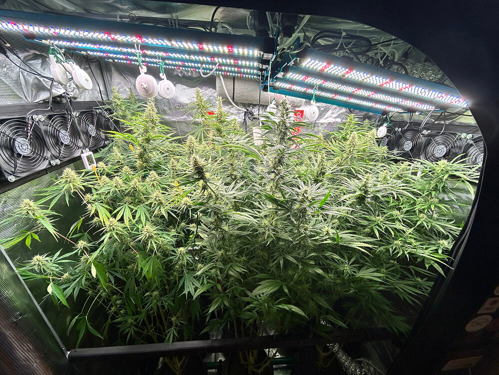 Growreport-Bild
