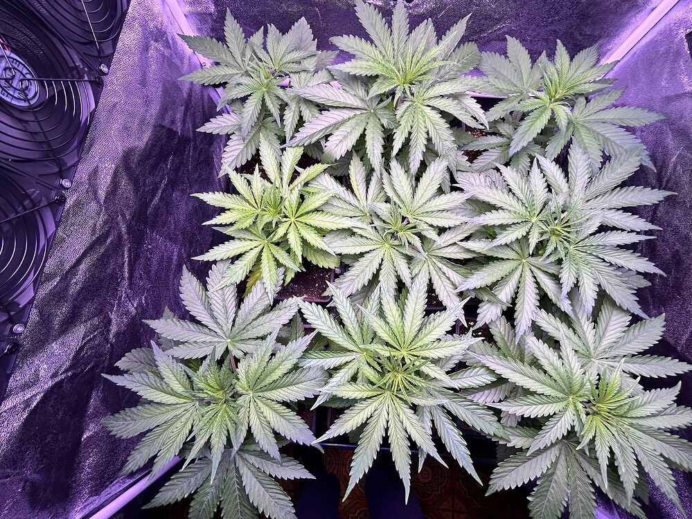 Growreport Bild 2