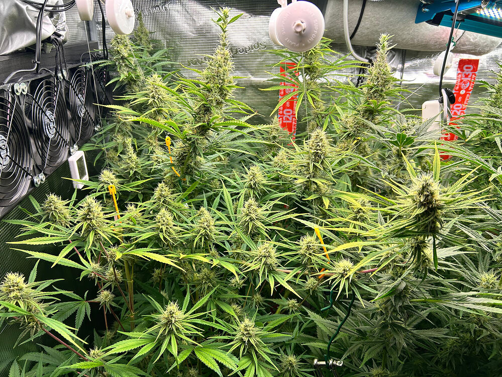 Growreport Bild 10