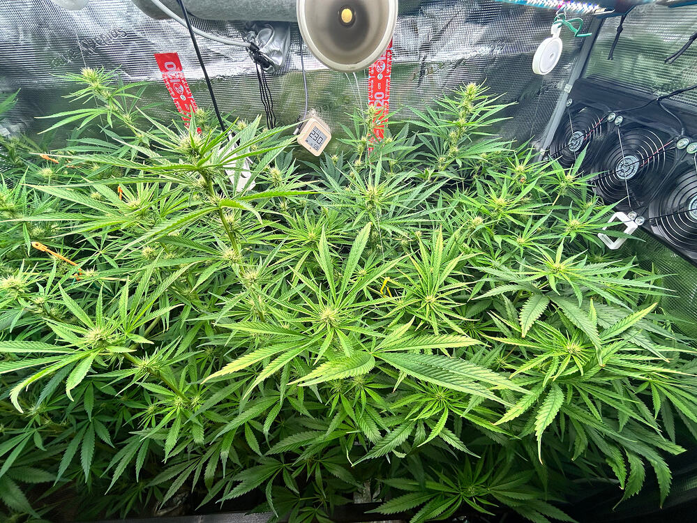 Growreport Bild 5