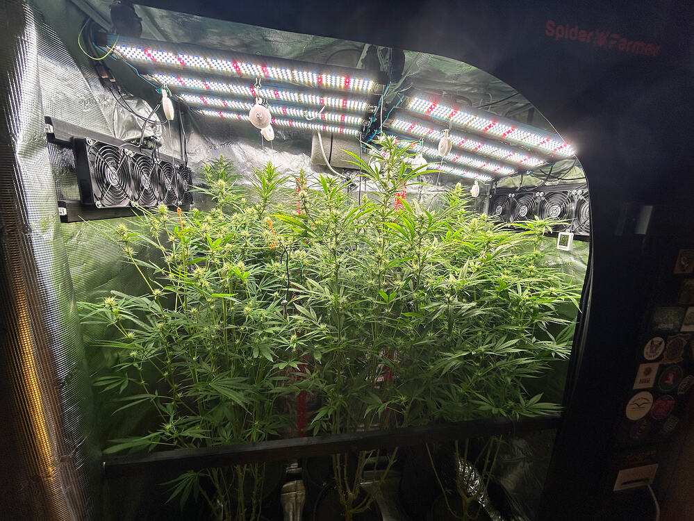 Growreport Bild 1