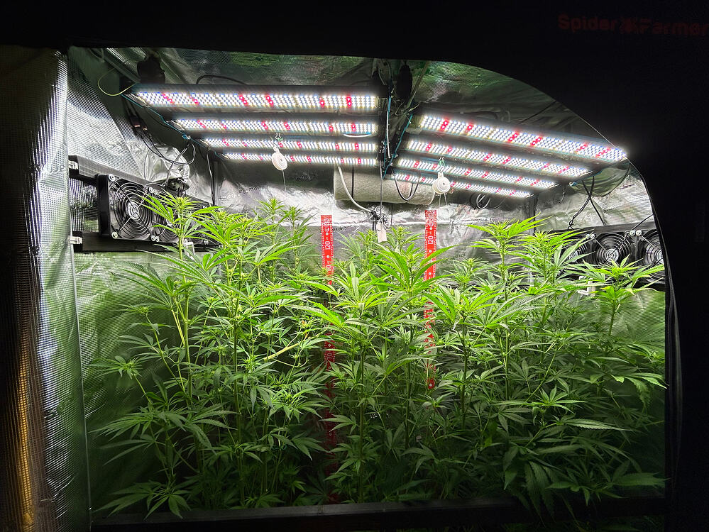 Growreport Bild 21