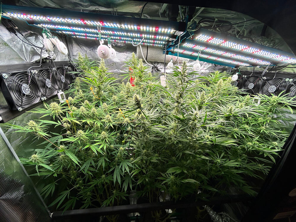 Growreport Bild 7