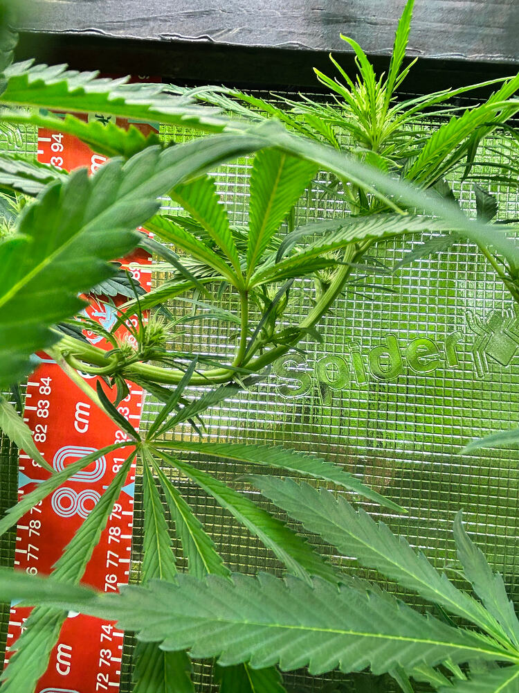 Eine junge Cannabis-Pflanze in der Blütephase, mit deutlichen Anzeichen von beginnenden Blütenständen und großen Fächerblättern. Ein Maßband mit Zentimeterskala ist teilweise sichtbar und zeigt Werte um 80 cm an. Die Pflanze wächst in einer Growbox mit reflektierender Innenwand.