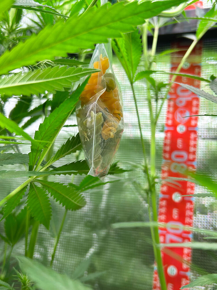 Eine kleine Plastiktüte mit getrockneten Pasta-Nudeln hängt an einem Cannabis-Zweig. Daneben ist ein rotes Maßband mit cm-Markierungen zu sehen, das etwa 80 cm anzeigt.