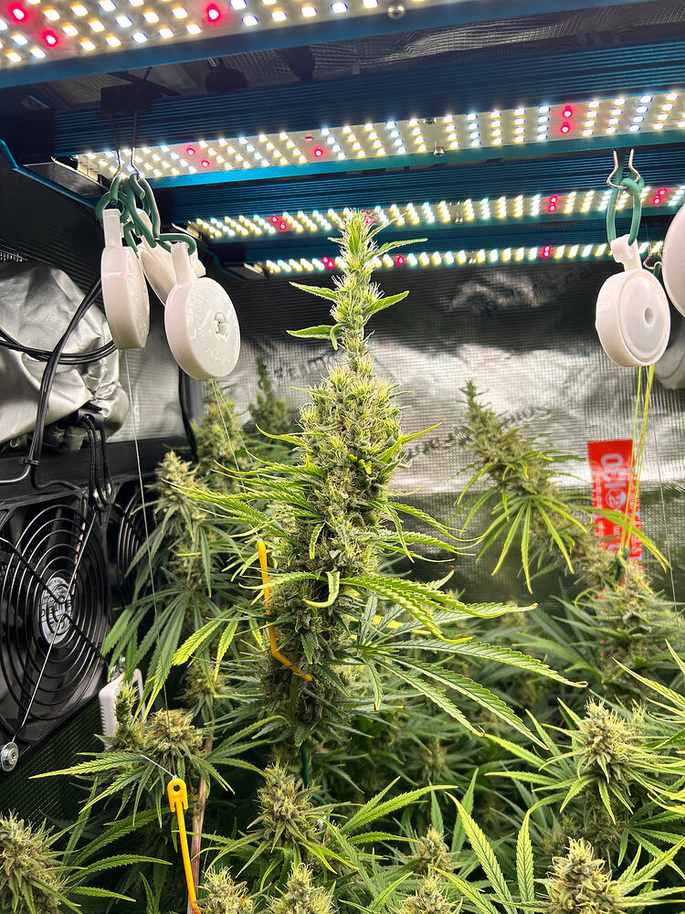 Growreport Bild 8