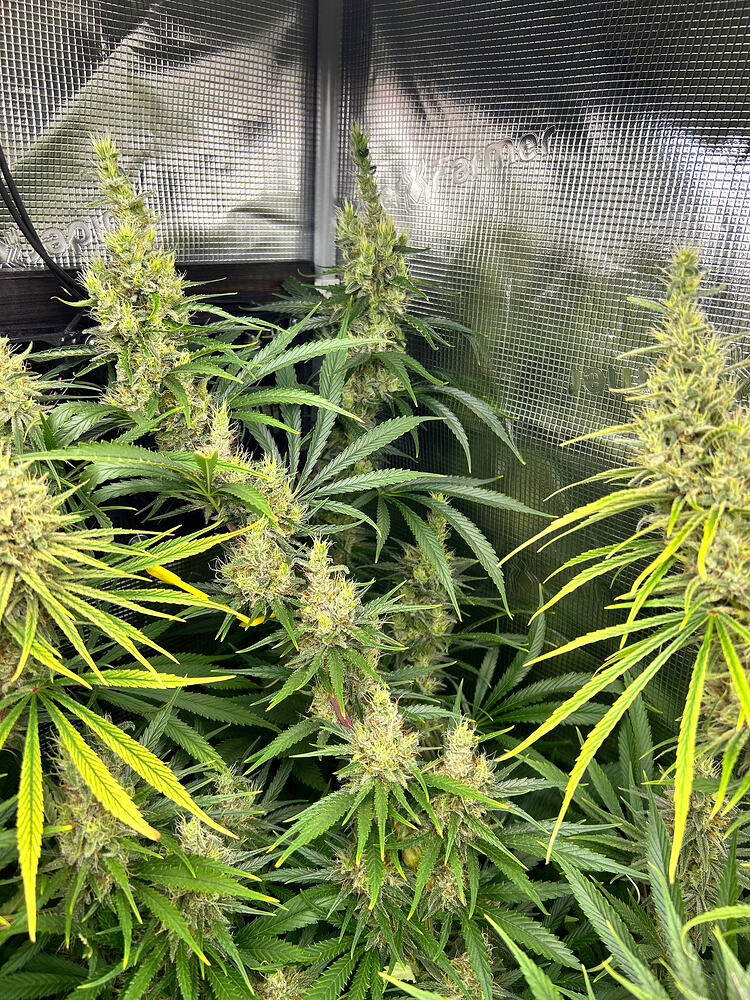 Growreport Bild 12