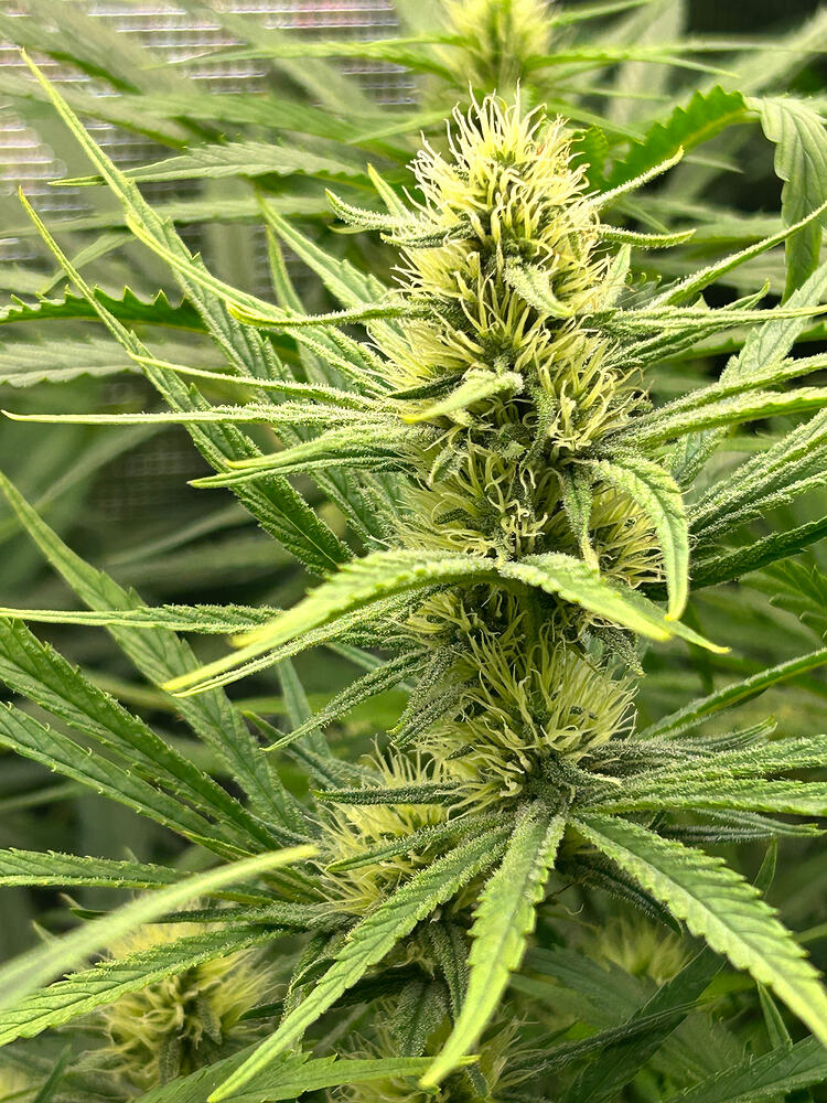 Growreport-Bild