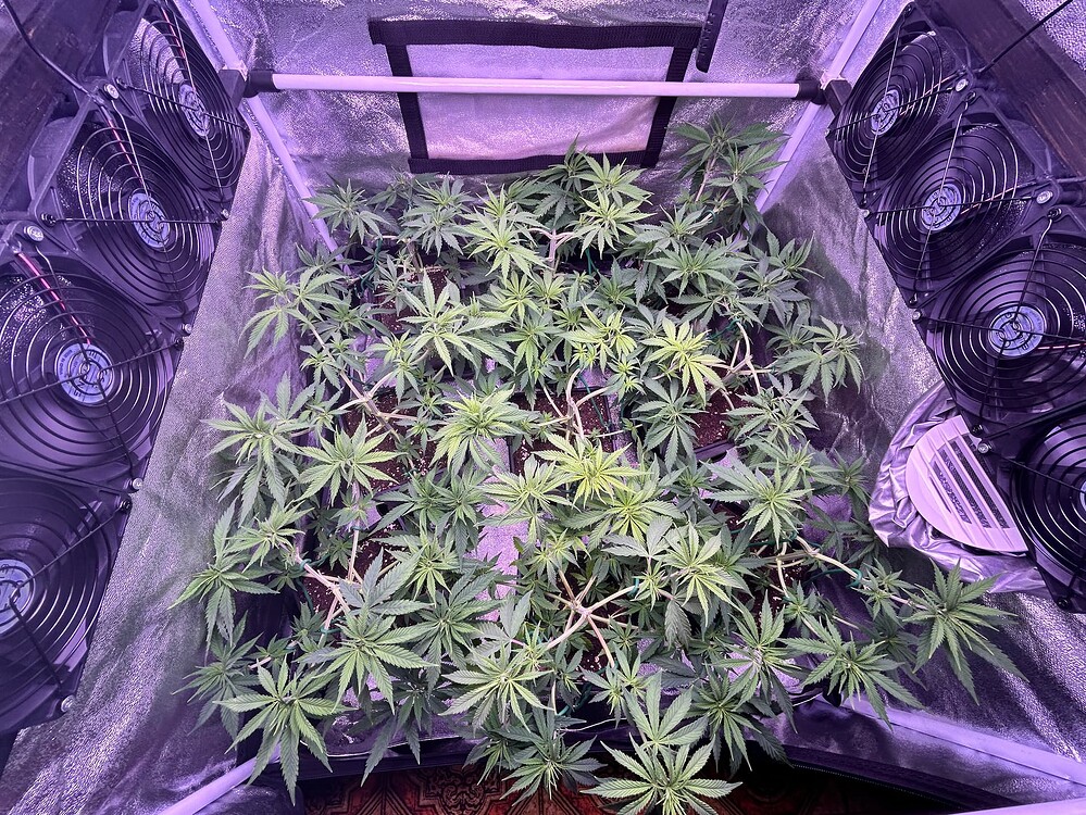 Mehrere junge Cannabis-Pflanzen in einem Zelt, umgeben von Lüftern und unter einer Wachstumslampe.