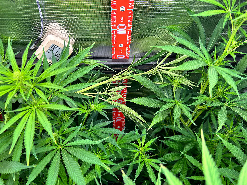 Mehrere Cannabis-Pflanzen im Wuchs, mit einem Maßstab und einem Thermometer/Hygrometer im Hintergrund.